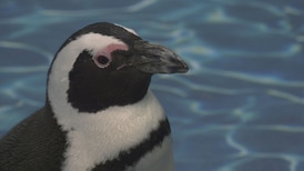 Millie the African penguin at West Edmonton Mall's Marine Life