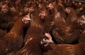 165,000 chickens dead after barns catch fire in Abbotsford, B.C.