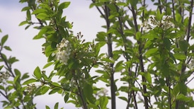 Late flowering culprit of delayed allergy season 