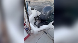 Seal jumps on B.C. family’s boat to avoid becoming orca snack