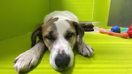 Oilers bring back ‘Pets of Oil Country’ 50/50 raffle in support of local shelters