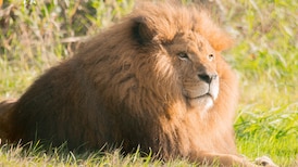 Boomer, the Greater Vancouver Zoo’s eldest lion, euthanized due to kidney disease