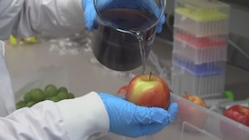 UBC researchers create fruit wash that keeps produce fresh longer 
