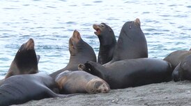 ‘Like a biker gang’: Sea lions pack Vancouver Island beach for herring feast