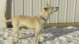 Alberta non-profit lobbying for changes to animal protection laws, greater enforcement powers