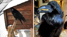 Video shows raven imitating ‘obnoxious’ human sneeze at B.C. rescue