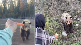 Investigation launched into videos showing men hand-feeding B.C. grizzly bear 