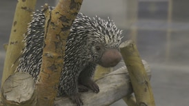 Edmonton gets its paws on exotic animals once more with return of Wildlife Festival 