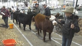 Farmfair International kicks off in Edmonton to ‘bridge urban and rural’