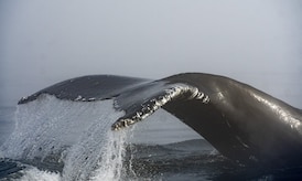 Hullo Ferries vessel struck humpback whale, DFO says
