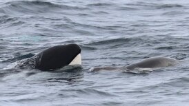 Study sheds new light on West Coast’s mammal-eating killer whales 