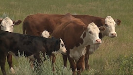 Ranchers feel the effects as cattle prices climb by 20% over the past year