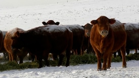 Lacombe mayor, reeve hopeful about feds reviewing closure of ag research centre 