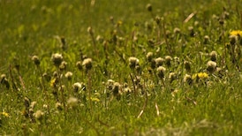 City ramps up volunteer weed pulling events this spring, summer