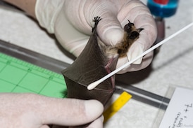 B.C. bats ‘do not know the border’ — and Trump funding cuts may put them in peril