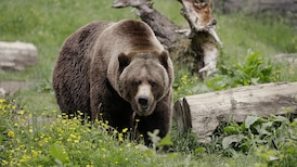 Man injured in grizzly attack on rural property in B.C. Interior 