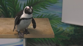 Is waddling like a penguin wise advice? We ask a marine animal trainer