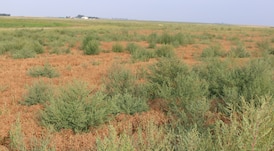 This invasive weed is becoming a growing problem for Saskatchewan farmers