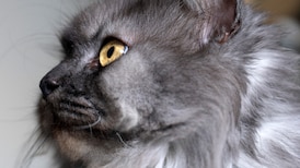 Owner whose dogs mauled neighbour’s cat was not negligent: B.C tribunal 