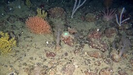 What’s hidden beneath Newfoundland’s coast? A thriving deep-sea world