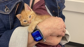 Cat festival connects people to furry friends