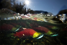 Waterways in B.C.'s Mount Robson Park to be shut to prevent whirling disease