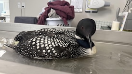 Nothing to wail at: Injured loon hitches a ride with kind-hearted volunteers to Edmonton from Fort McMurray