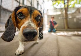 Why Canadians are adding their pets to their wills