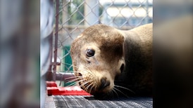 Sea lion rescued on Vancouver Island named after Artemis II astronaut 