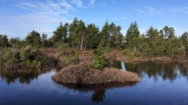 1 taken to hospital after plane crashes in Burns Bog in Delta, B.C.