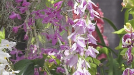 Orchid Fair in full bloom in St. Albert this weekend