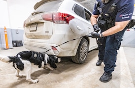 CBSA launches first canine unit specialized in fentanyl detection