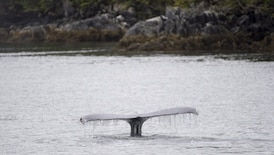Dead humpback ‘could be’ whale struck by B.C. touring vessel, company says 